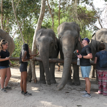siem reap elephant tour